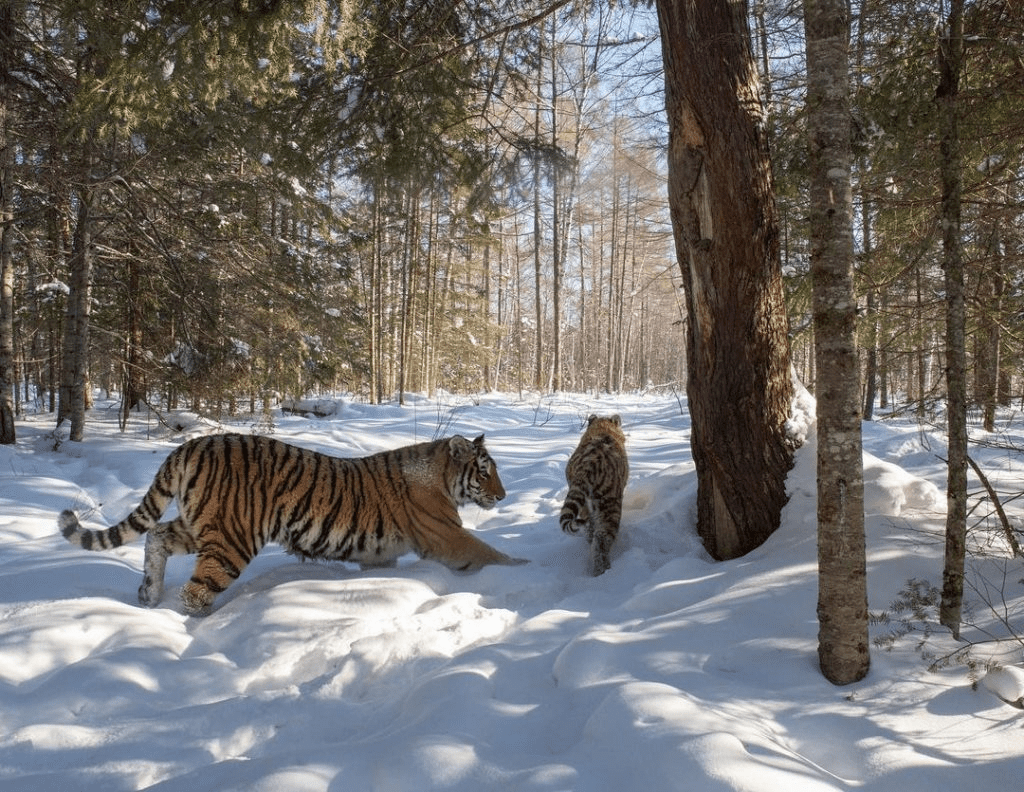 Siberian Tigers 