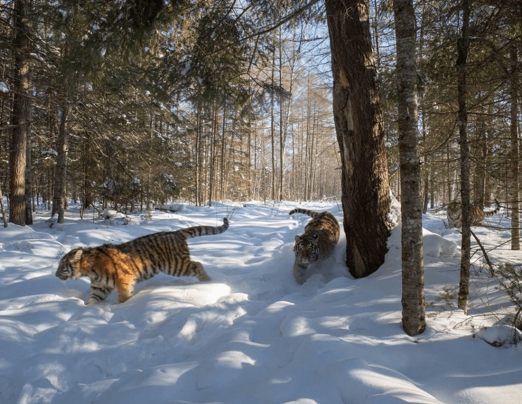 Siberian Tigers 