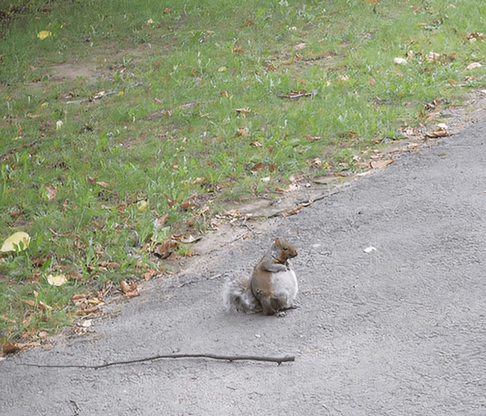 A Pregnant Squirrel