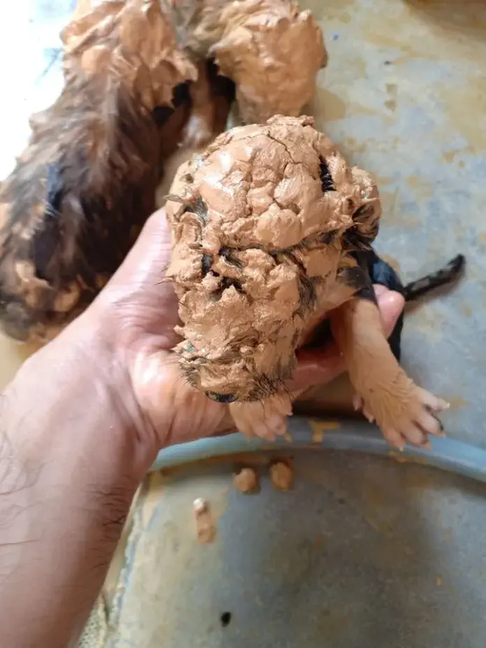 Puppies saved from mud