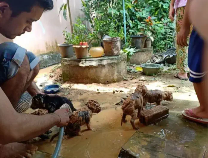 Puppies saved from mud