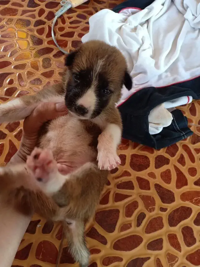 Puppies saved from mud