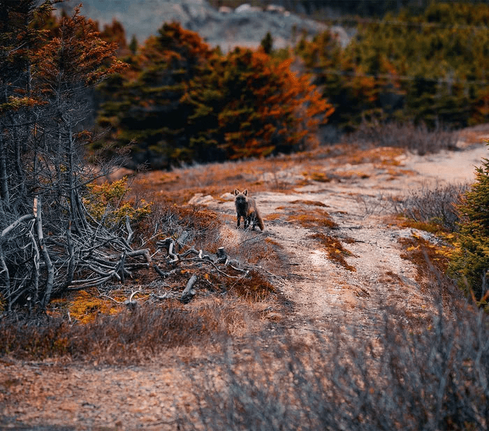 Black and Orange Fox 