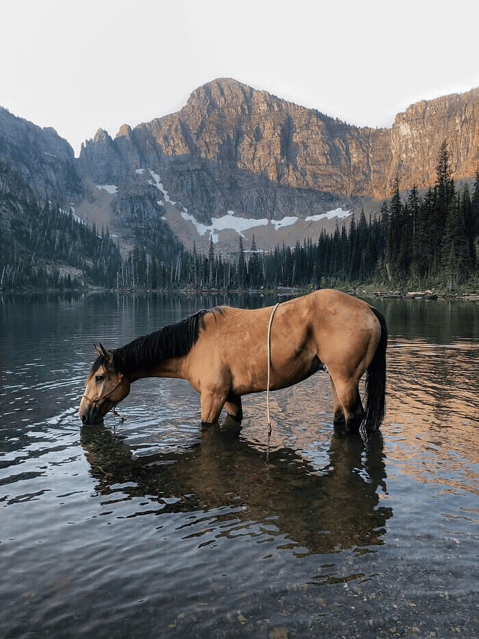 Beautiful Horses