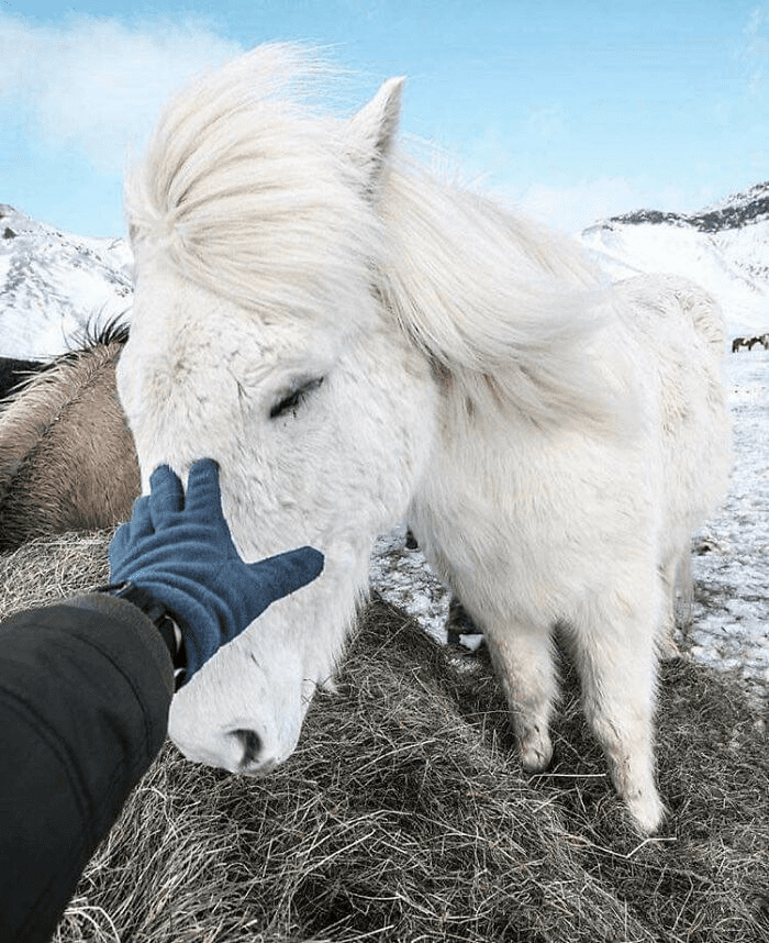 Beautiful Horses