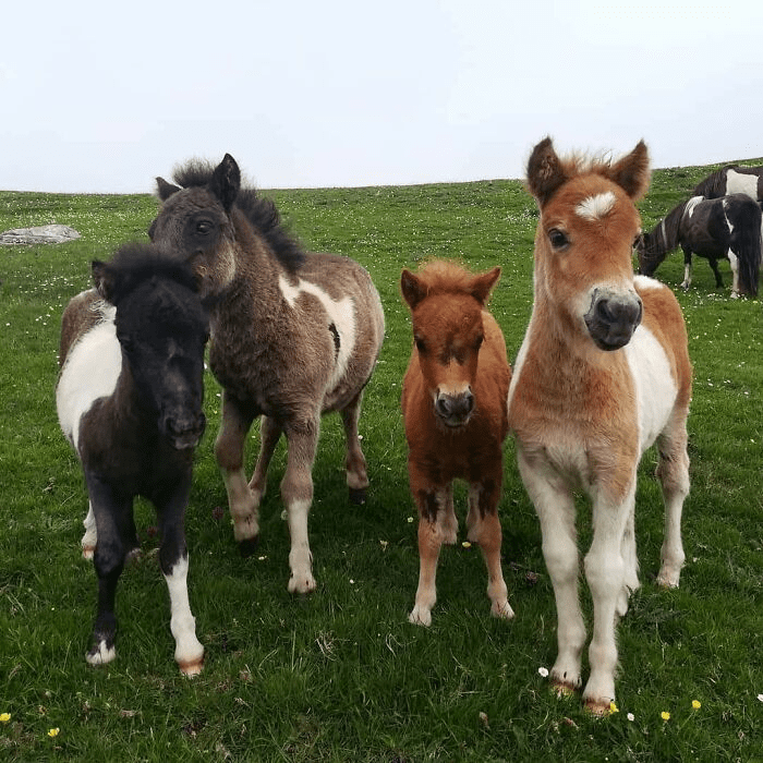 Beautiful Horses