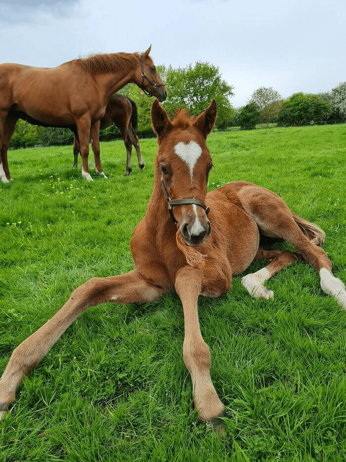 Beautiful Horses