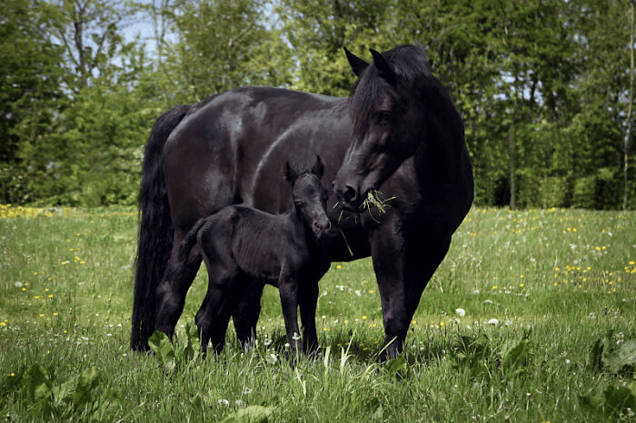 Beautiful Horses