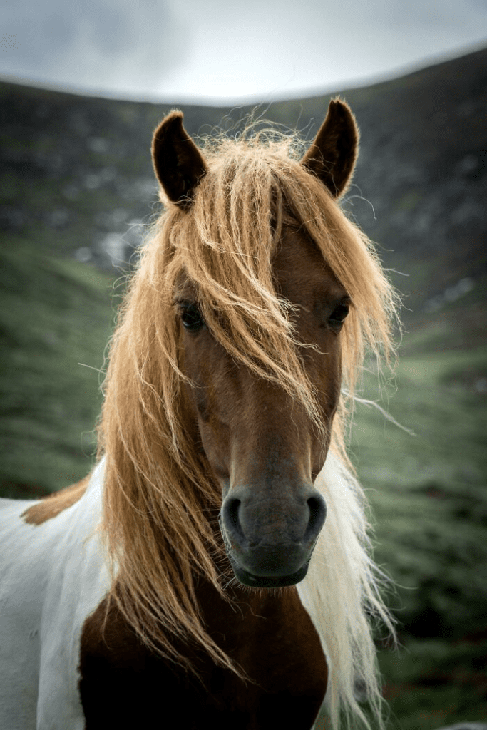 Beautiful Horses