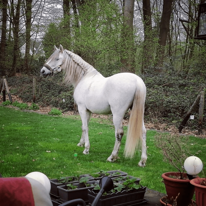 Beautiful Horses