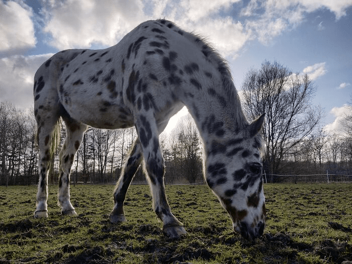 Beautiful Horses