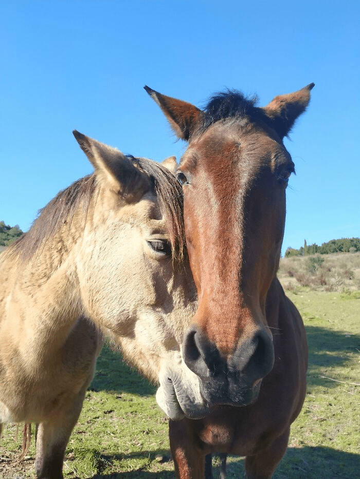 Beautiful Horses