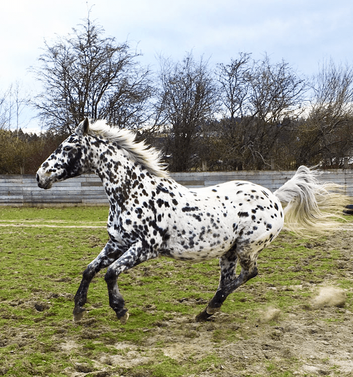 Beautiful Horses