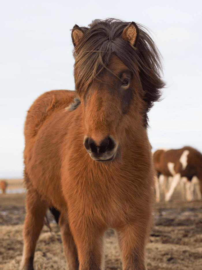 Beautiful Horses