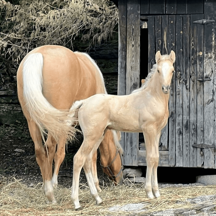 Beautiful Horses