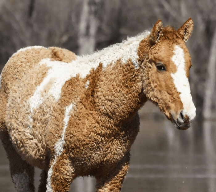 Beautiful Horses