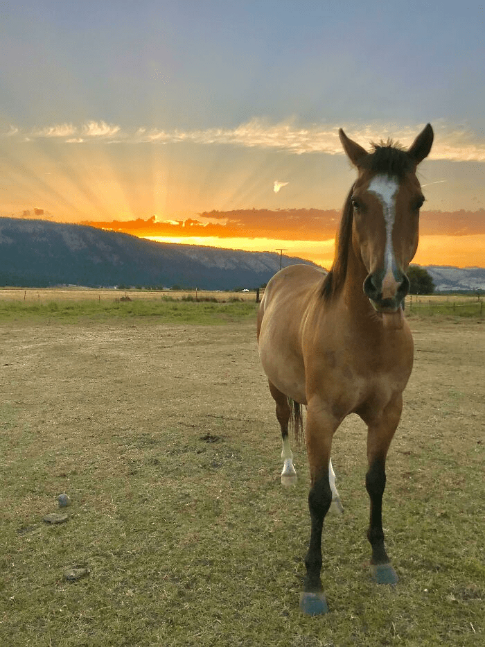 Beautiful Horses