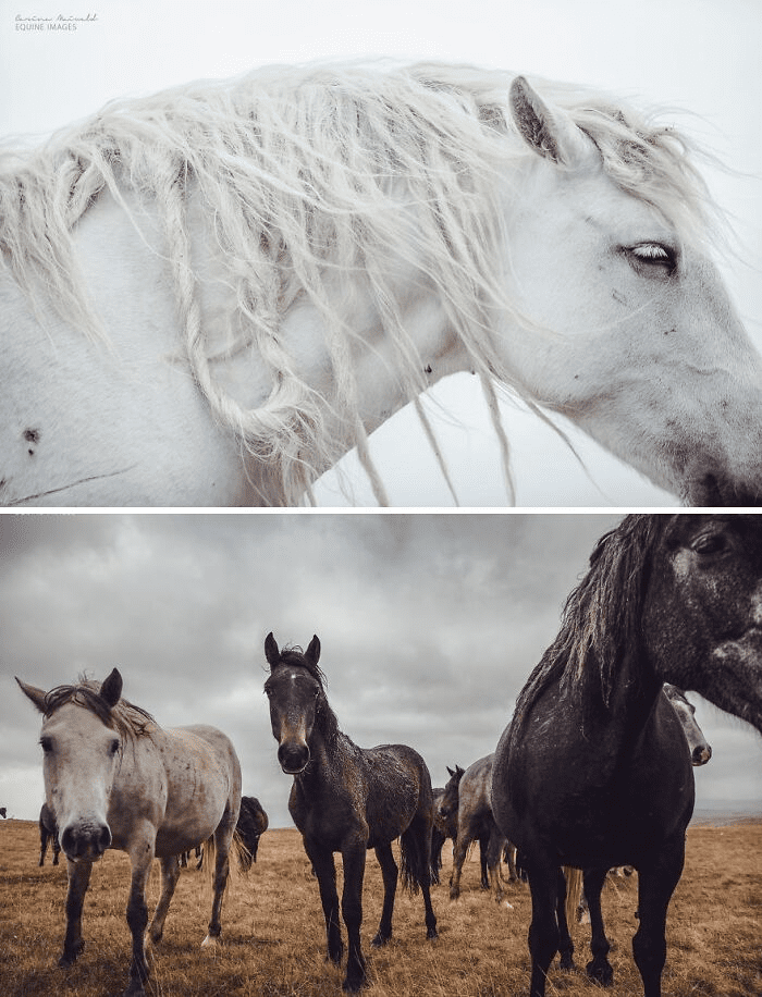 Beautiful Horses