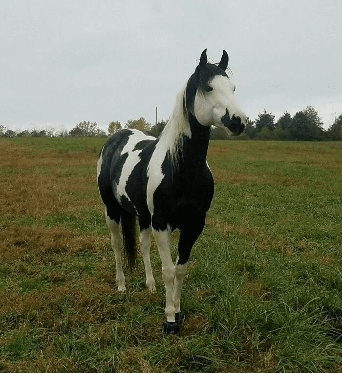 Beautiful Horses