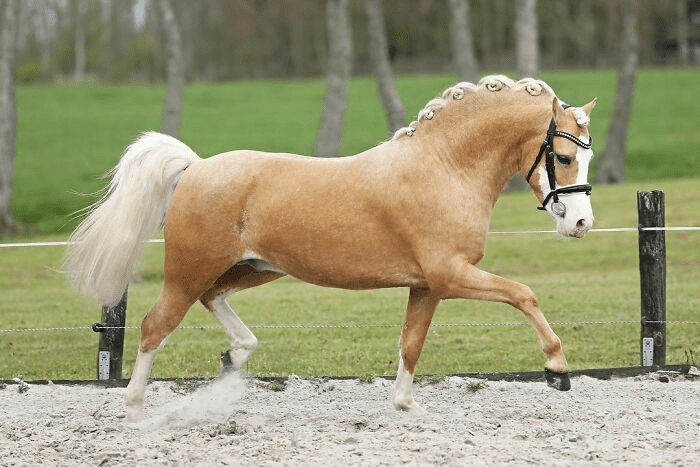 Beautiful Horses