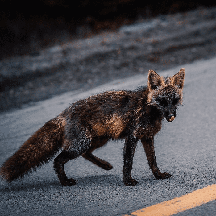 Black and Orange Fox 