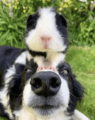 Twin Animal