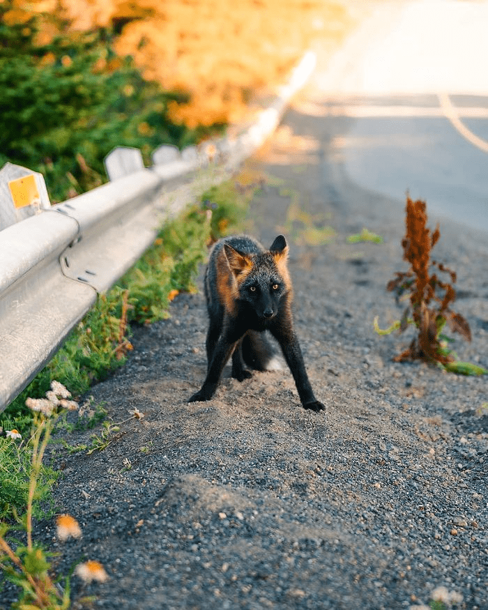 Black and Orange Fox 