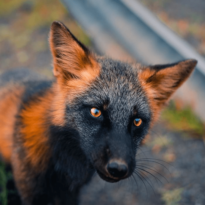 Black and Orange Fox 