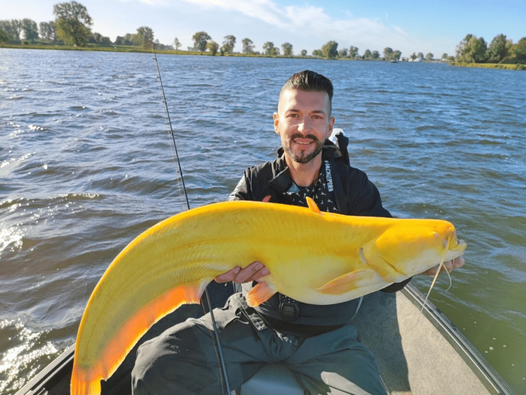 Yellow Catfish 