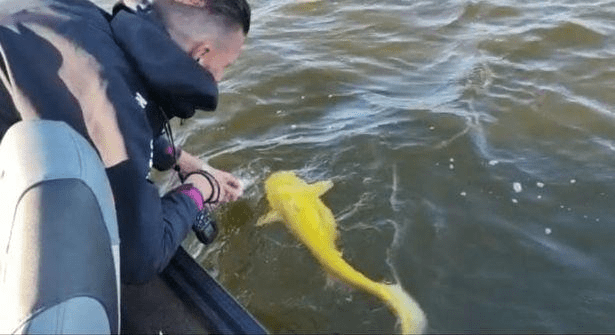 Yellow Catfish 