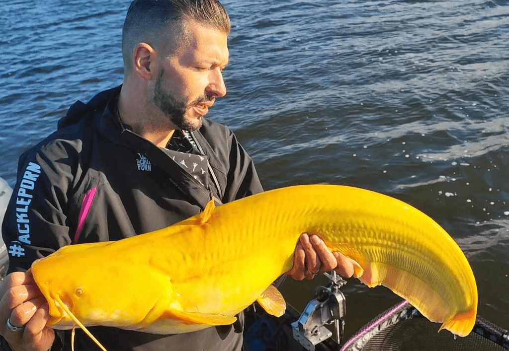 Yellow Catfish 
