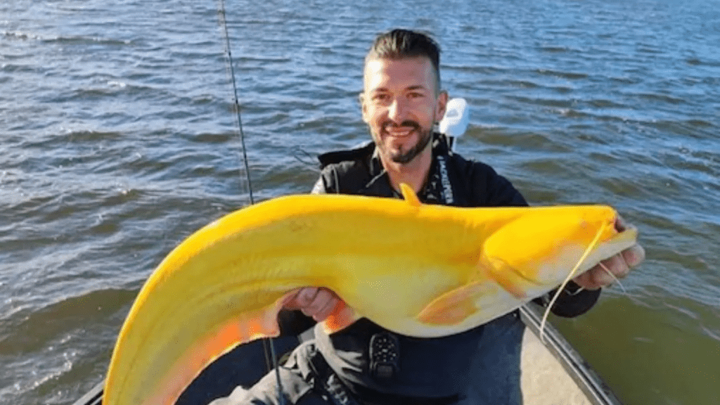 Yellow Catfish 