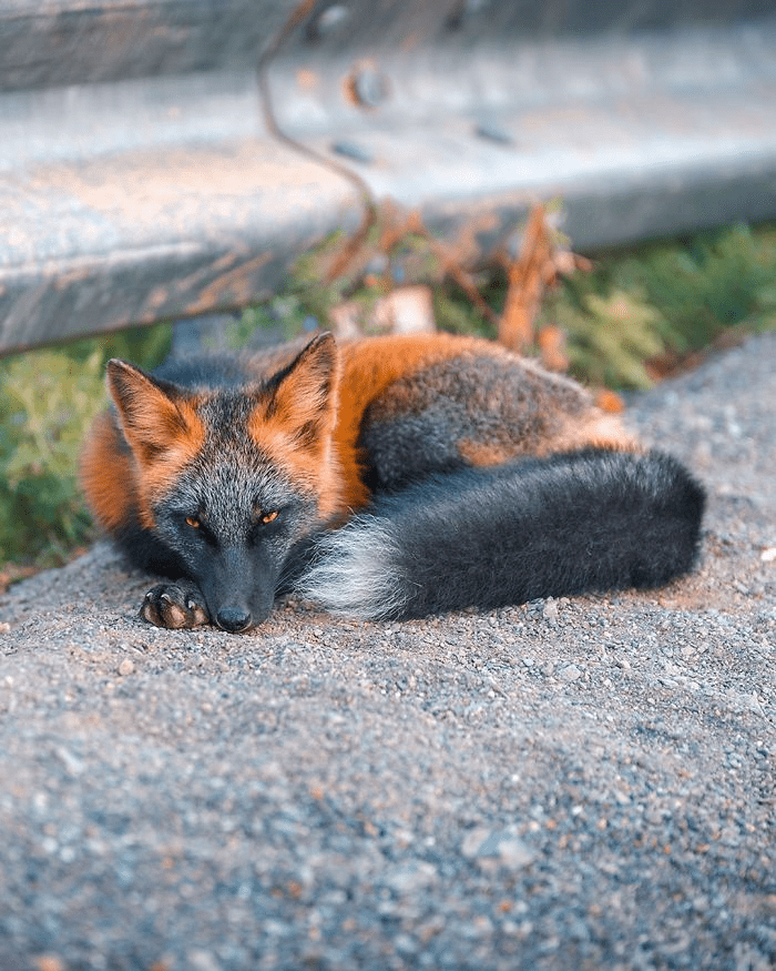 Black and Orange Fox 