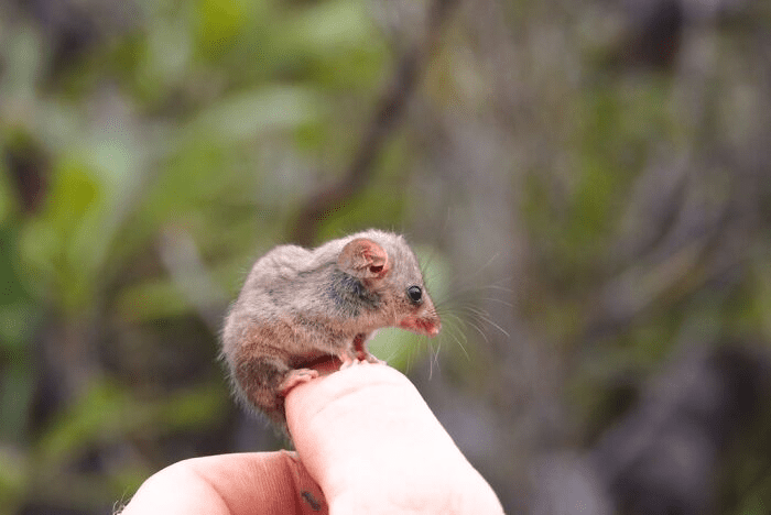 Rare Pygmy Possum 