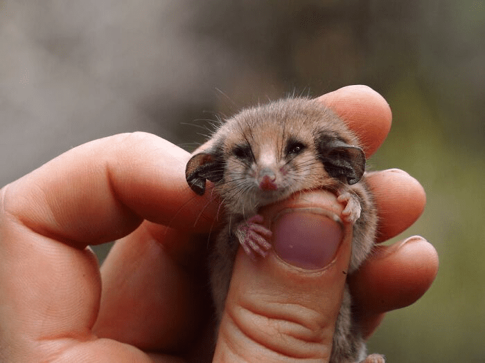 Rare Pygmy Possum 