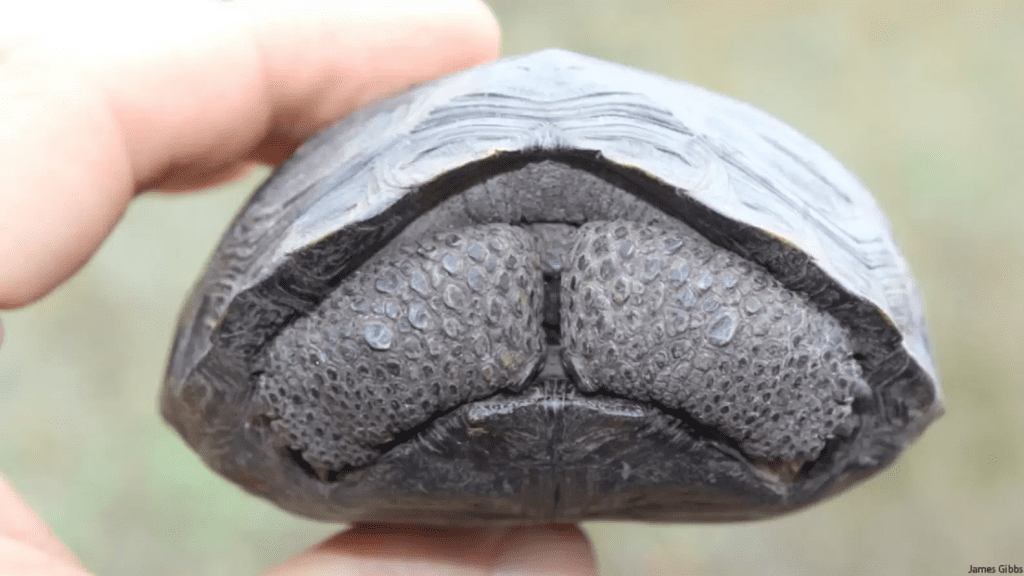 tortoises