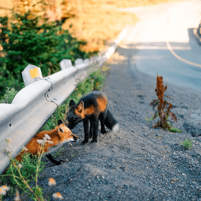 Black and Orange Fox 