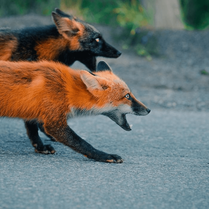 Black and Orange Fox 