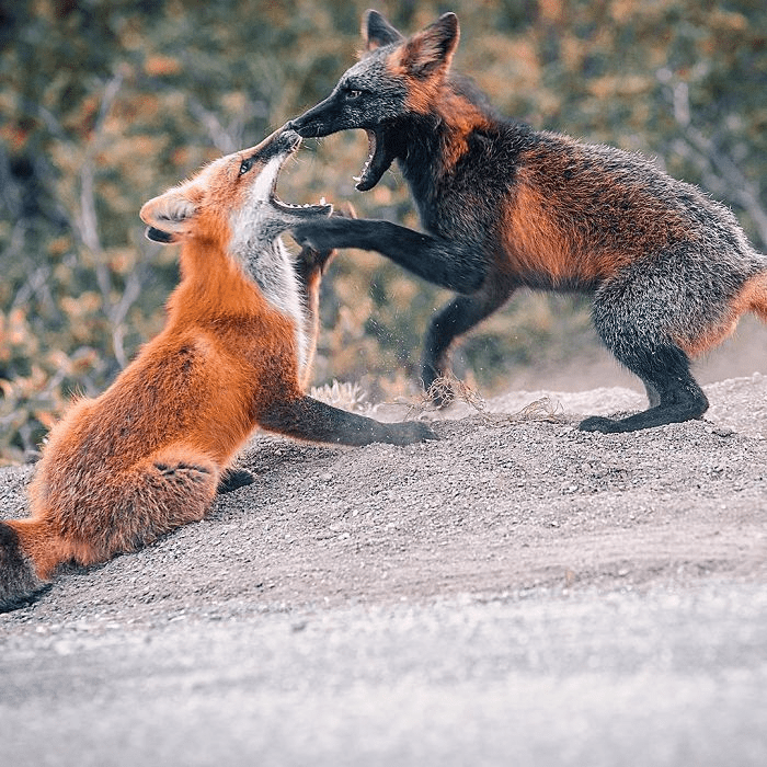 Black and Orange Fox 