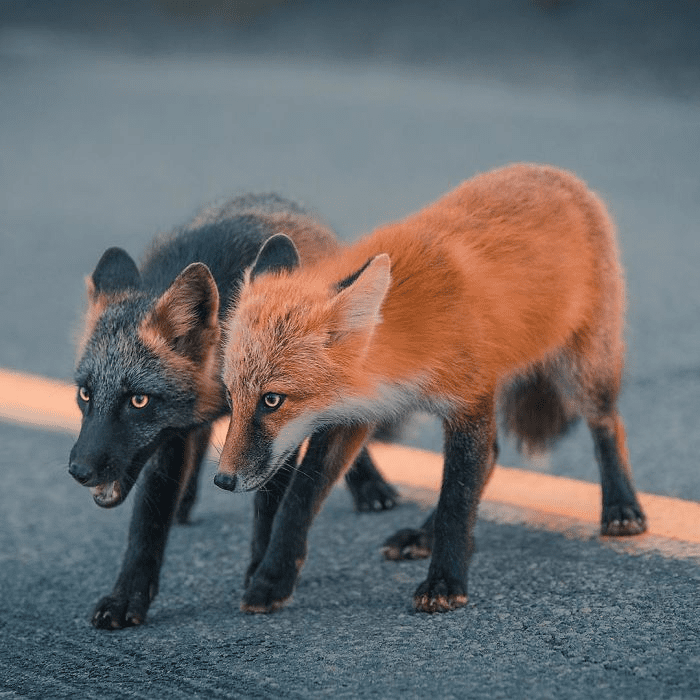 Black and Orange Fox 