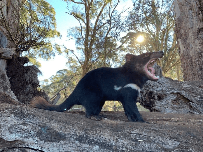 Tasmanian Devils