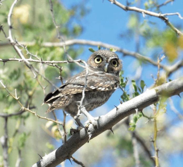 Elf Owl 