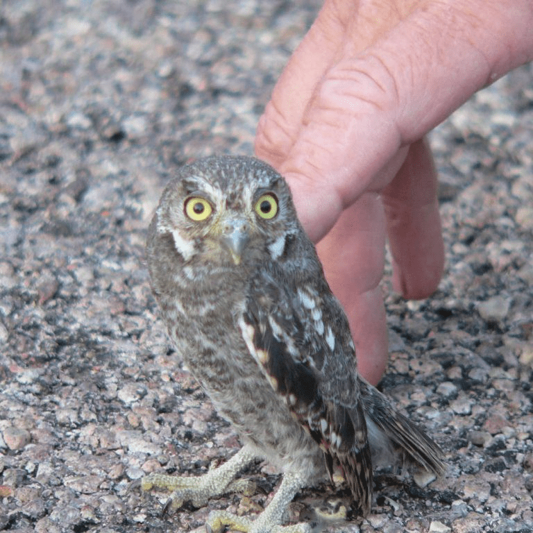 Elf Owl 