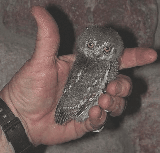 Elf Owl 