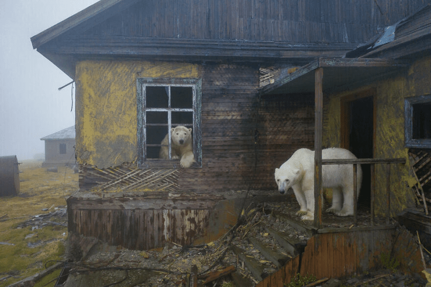 Polar Bears 