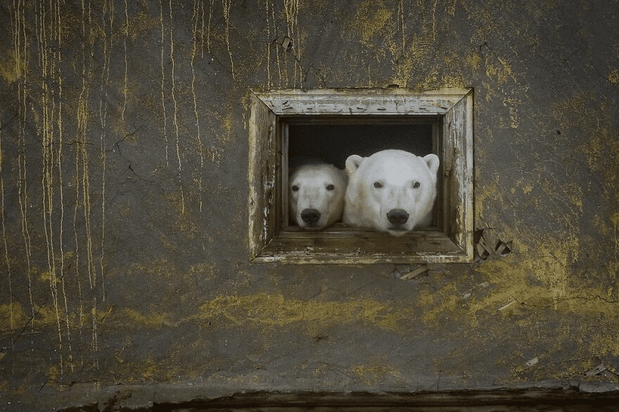 Polar Bears 