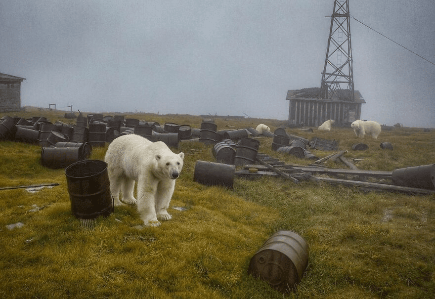 Polar Bears 