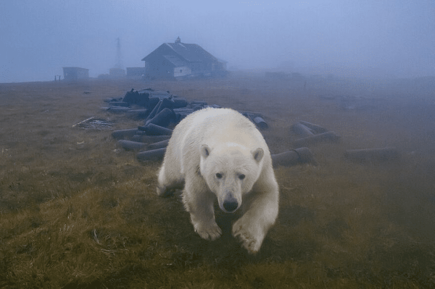 Polar Bears 