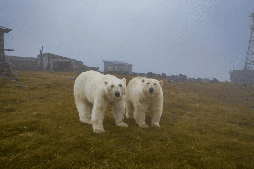 Polar Bears 