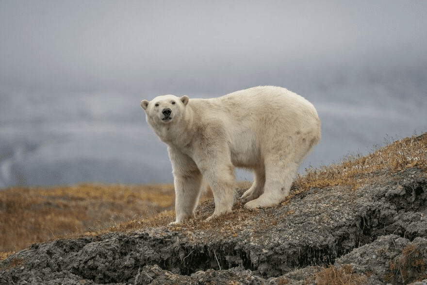 Polar Bears 